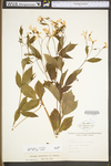 Porteranthus trifoliatus