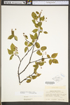 Amelanchier arborea var. arborea