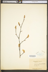 Amelanchier arborea var. arborea