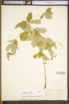 Porteranthus trifoliatus