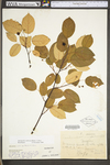 Amelanchier arborea var. arborea