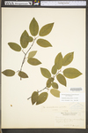 Amelanchier arborea var. arborea