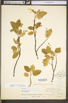 Amelanchier arborea var. arborea