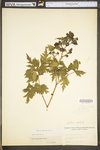 Rubus laciniatus