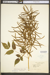 Aruncus dioicus