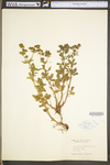 Potentilla norvegica ssp. monspeliensis