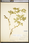 Potentilla norvegica ssp. monspeliensis