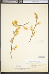 Amelanchier arborea var. arborea