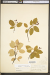 Amelanchier arborea var. arborea