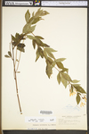 Porteranthus trifoliatus