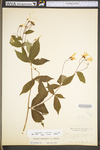 Porteranthus trifoliatus