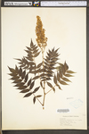 Sorbaria sorbifolia