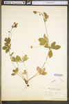 Potentilla canadensis var. canadensis