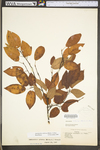 Amelanchier arborea var. arborea