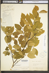 Amelanchier arborea var. arborea