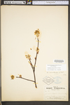 Amelanchier arborea var. arborea