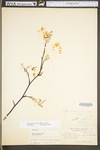 Amelanchier arborea var. arborea