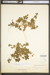 Potentilla canadensis var. canadensis