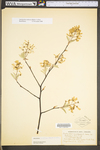 Amelanchier arborea var. arborea