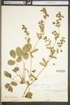 Potentilla norvegica ssp. monspeliensis