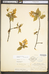 Amelanchier laevis