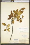 Amelanchier bartramiana