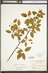 Amelanchier arborea var. arborea