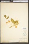 Ptelea trifoliata ssp. trifoliata