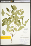 Zanthoxylum americanum