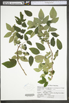 Zanthoxylum americanum