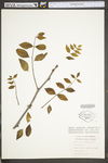 Zanthoxylum americanum