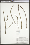 Zanthoxylum americanum