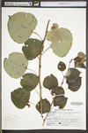 Populus tremuloides