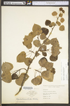 Populus tremuloides