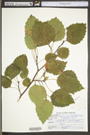 Populus grandidentata