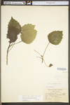 Populus grandidentata