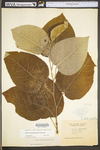 Populus grandidentata