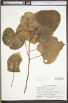 Populus deltoides ssp. deltoides