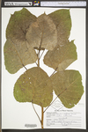 Populus deltoides ssp. deltoides