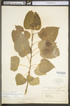 Populus deltoides ssp. deltoides