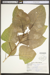 Populus deltoides ssp. deltoides