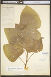 Populus deltoides ssp. deltoides