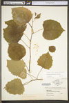 Populus grandidentata