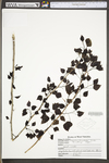 Populus tremuloides