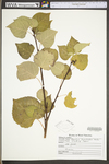 Populus tremuloides