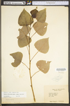 Populus deltoides ssp. deltoides