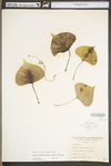 Populus deltoides ssp. deltoides