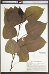 Populus deltoides ssp. deltoides