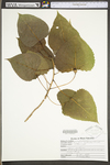 Populus deltoides ssp. deltoides