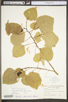 Populus deltoides ssp. deltoides